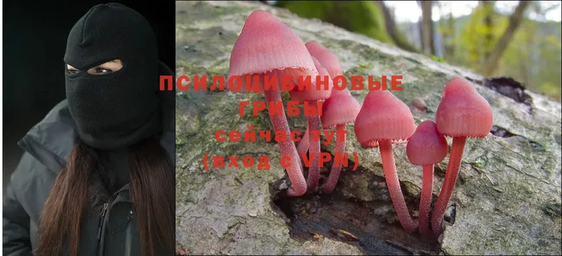 Галлюциногенные грибы Cubensis  Котлас 